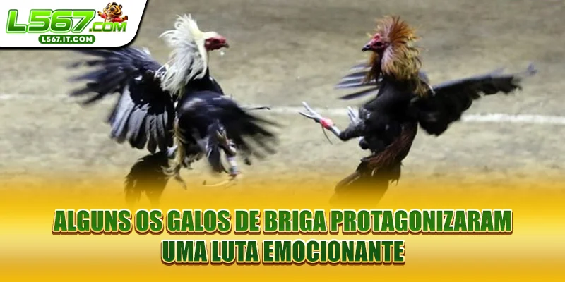 Alguns Os galos de briga protagonizaram uma luta emocionante
