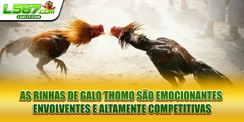 As rinhas de galo Thomo são emocionantes, envolventes e altamente competitivas