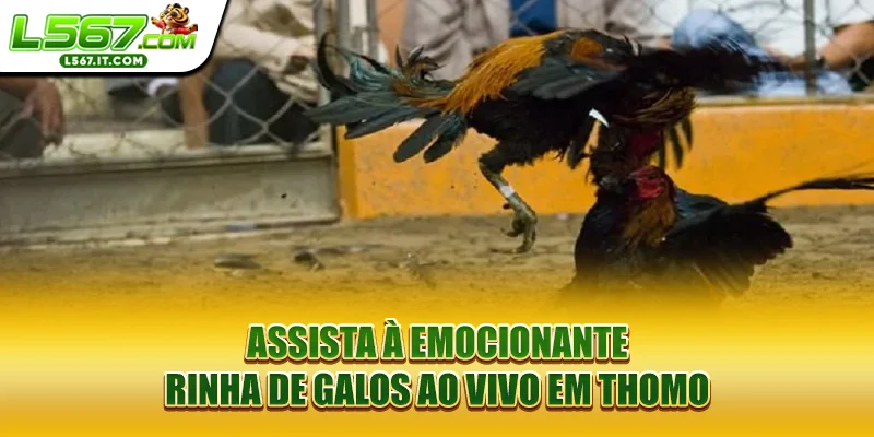 Assista à emocionante Rinha de galos ao vivo em Thomo