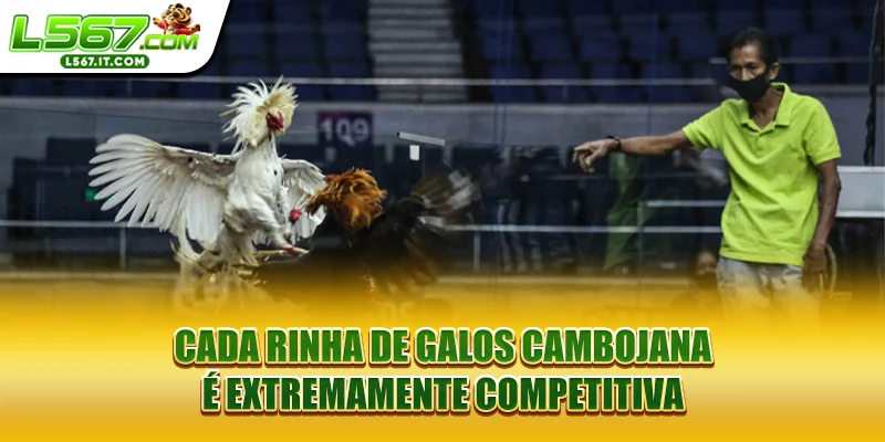 Cada rinha de galos cambojana é extremamente competitiva