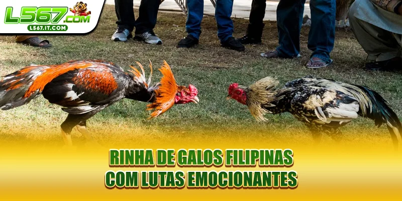 Rinha de galos Filipinas com lutas emocionantes